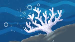 Coral Bleaching Status Project